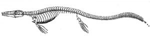 Tylosaurus-Fossil-Drawing