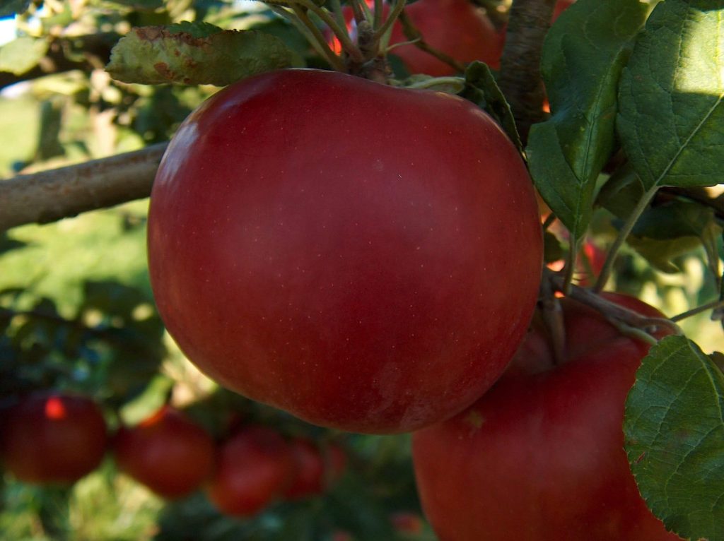 Where does the McIntosh Apple Come From? Canada History and Mysteries