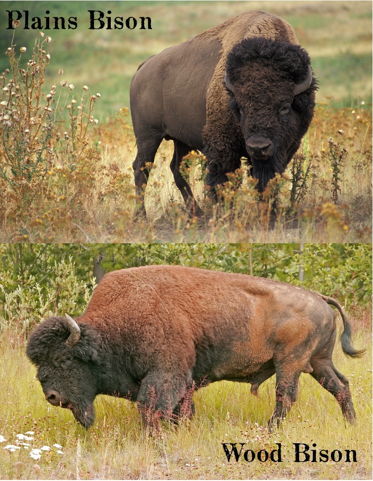 How Canada the Buffalo | and