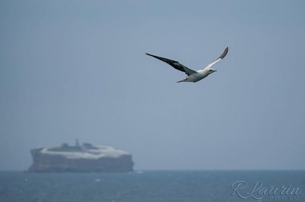 The Cursed Lighthouse of Bird Rock