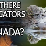 Alligators in the Ottawa River: An Explanation for the Mug-Wump?
