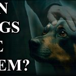 Can Animals See Ghosts?